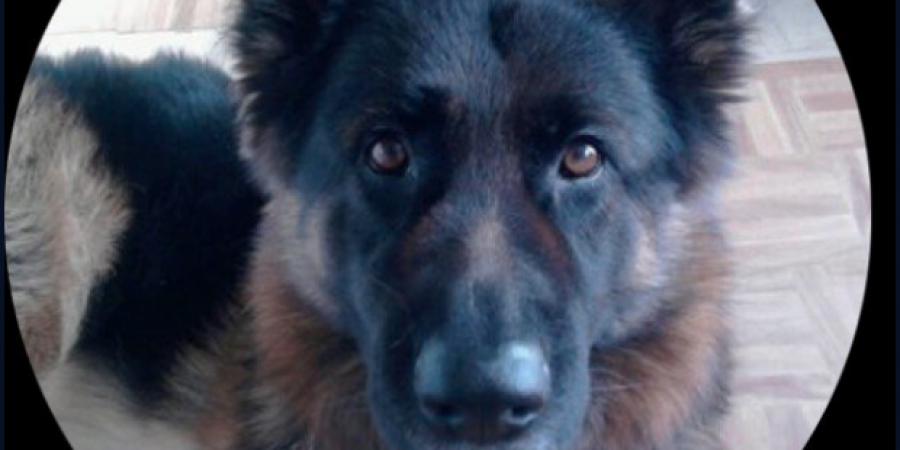Racist Pets is the best thing on Twitter right now
