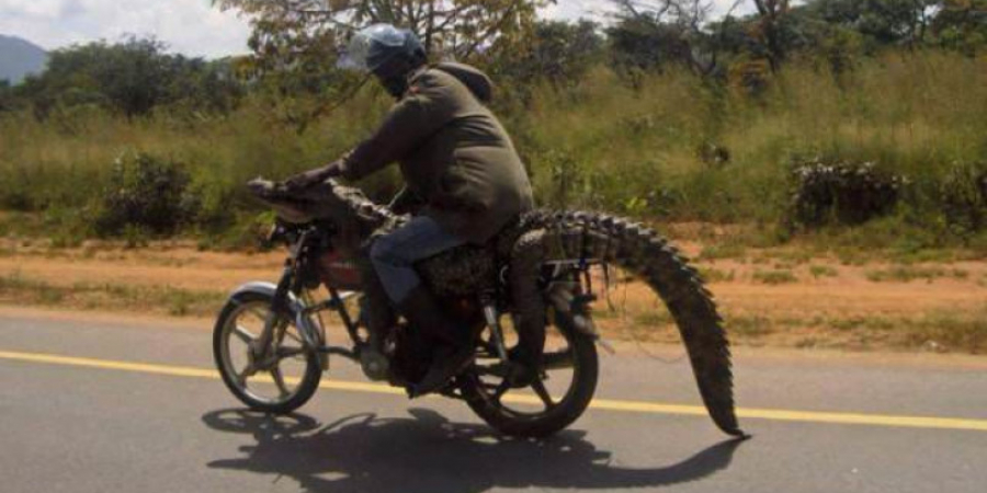 Only in Africa!