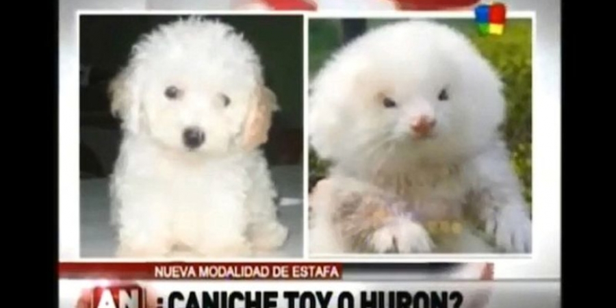 Guy tries to buy toy poodle, gets steroid-pumped fluffy ferret instead