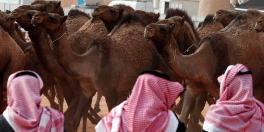 Botoxed camels banned from Saudi Arabian beauty contest