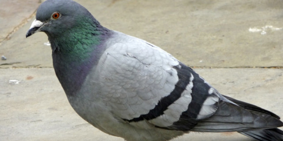 Pigeon found carrying 178 ecstasy pills in tiny backpack