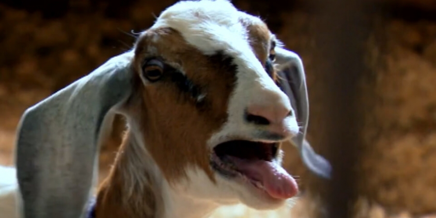 A bunch of urine-addicted goats had to be airlifted away after attacking humans