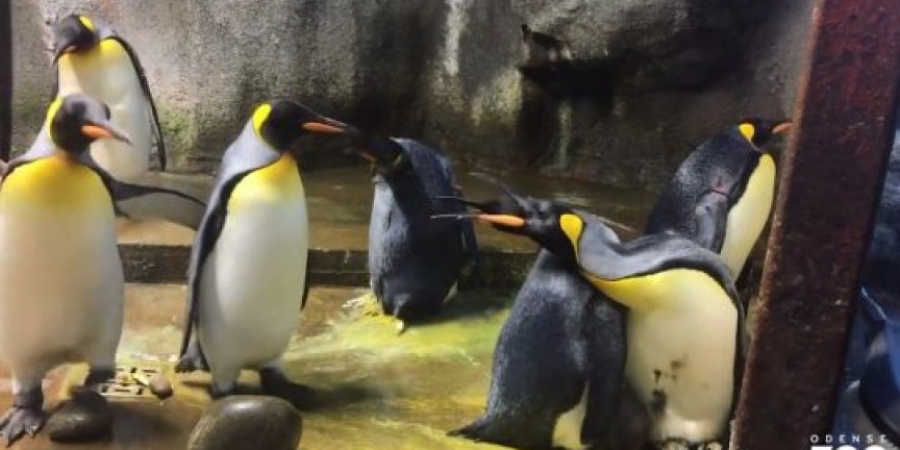 Gay penguin couple kidnap baby right from under parents beaks