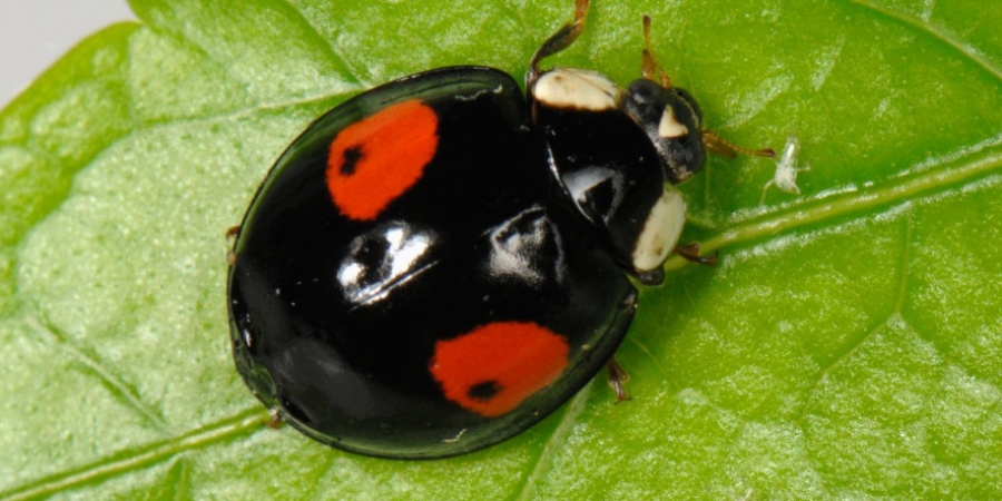 Swarms of STD-ridden ladybirds set to invade the UK
