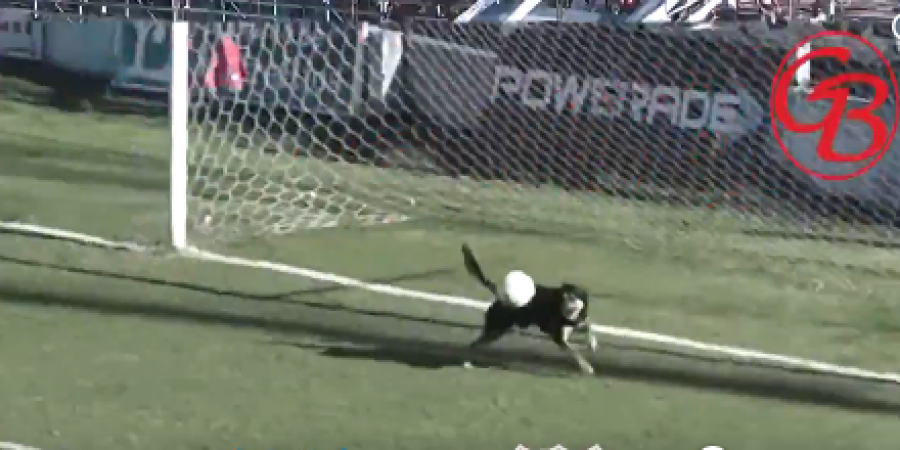 This Argentine dog is better than your team's keeper