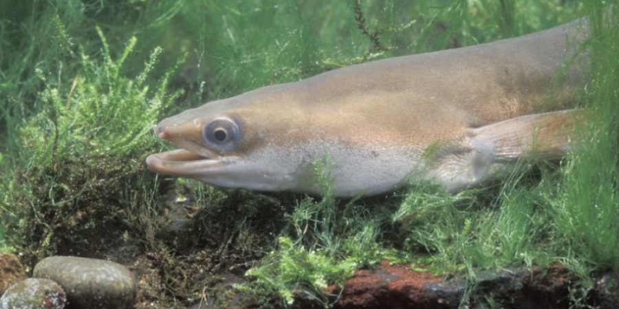 Londoners are sniffing so much coke that it's making eels in the Thames hyperactive