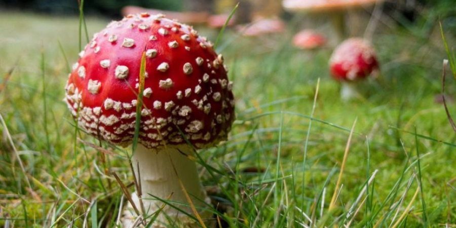 Denver just become the first city to decriminalise magic mushrooms