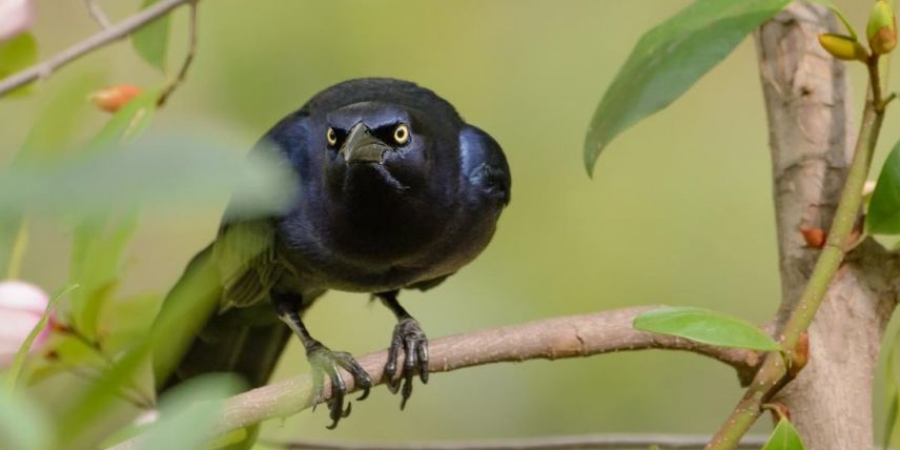 An angry crow named Russell has been attacking people in Sheffield!