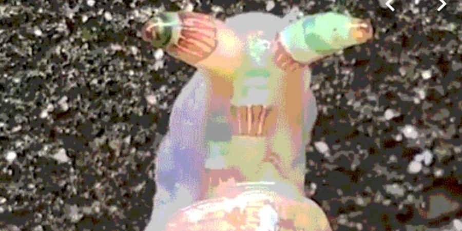 This Zombie snail will give you nightmares!
