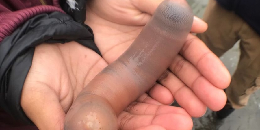 Thousands of â€˜Penis Fishâ€™ wash up on California beach!